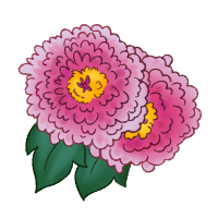 Chrysanthemum