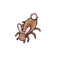 Louse